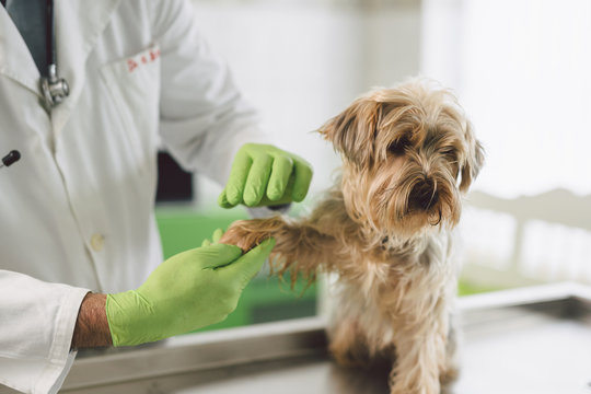 Усыпление животных (собаки, кошки) в г. Истра Московской области