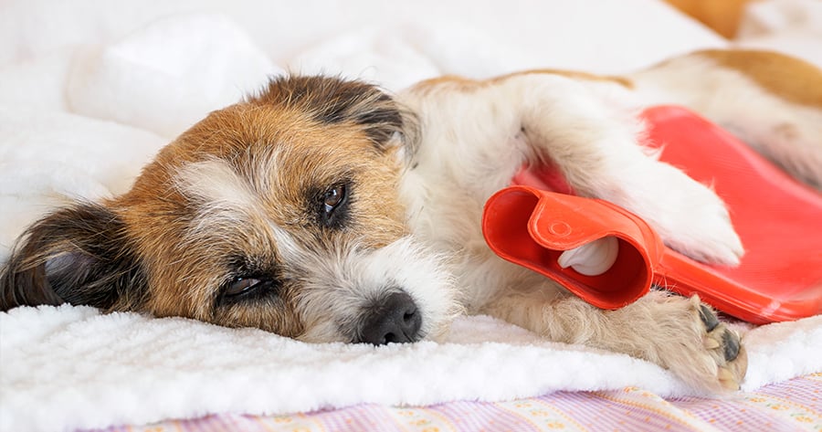 Эвтаназия домашних животных собаки, кошки в городе Истра  Московской области