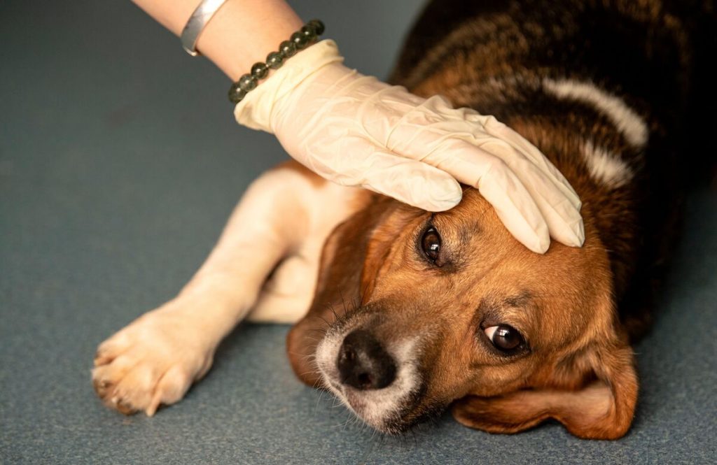 Усыпление(эвтаназия) животных на дому в г. Истра  Московской области