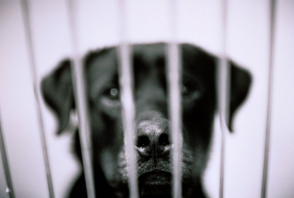 Безболезненно умертвить животное в г. Истре Московской области