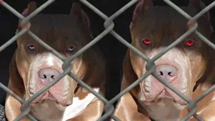 Усыпление агрессивных животных (собак, кошек) в Истре: